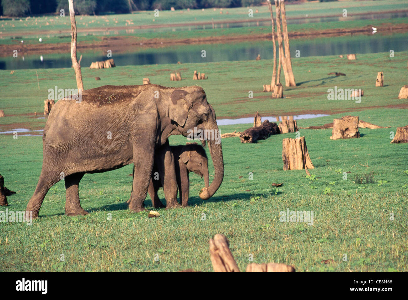 MAA 80817: indische Mutter Elefant schützen junge Kälbchen Elephas Maximus Kabini Nationalpark Karnataka, Indien Stockfoto