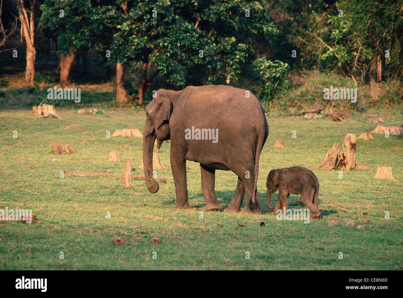 MAA 80818: indische Kalb Elefantenbaby zu Fuß hinter Mutter Elephas Maximus Kabini Nationalpark Karnataka, Indien Stockfoto
