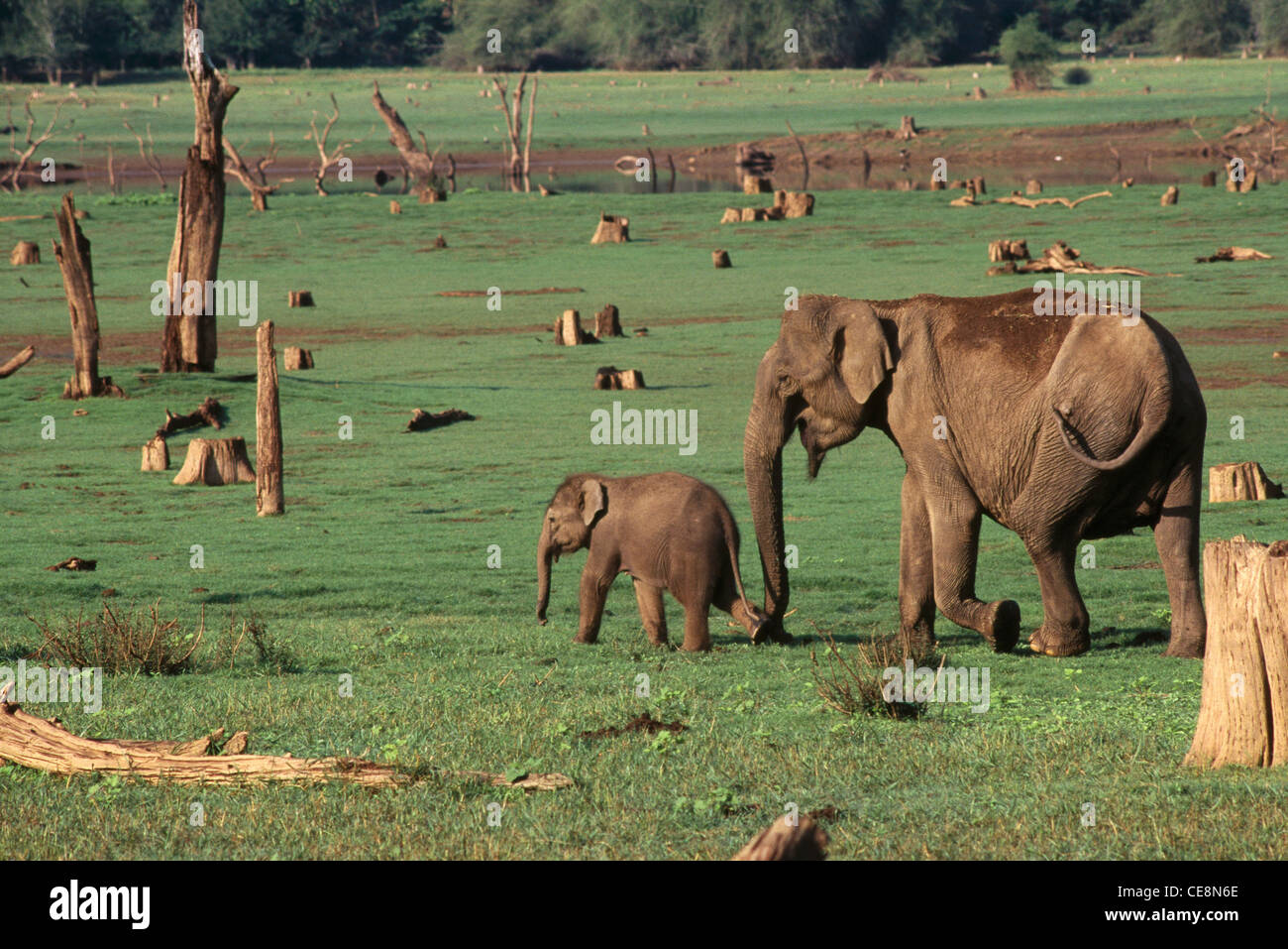 Elefantenweibchen und junge Kalb; Elephas maximus; Kabini Nationalpark; Karnataka; Indien; Asien Stockfoto