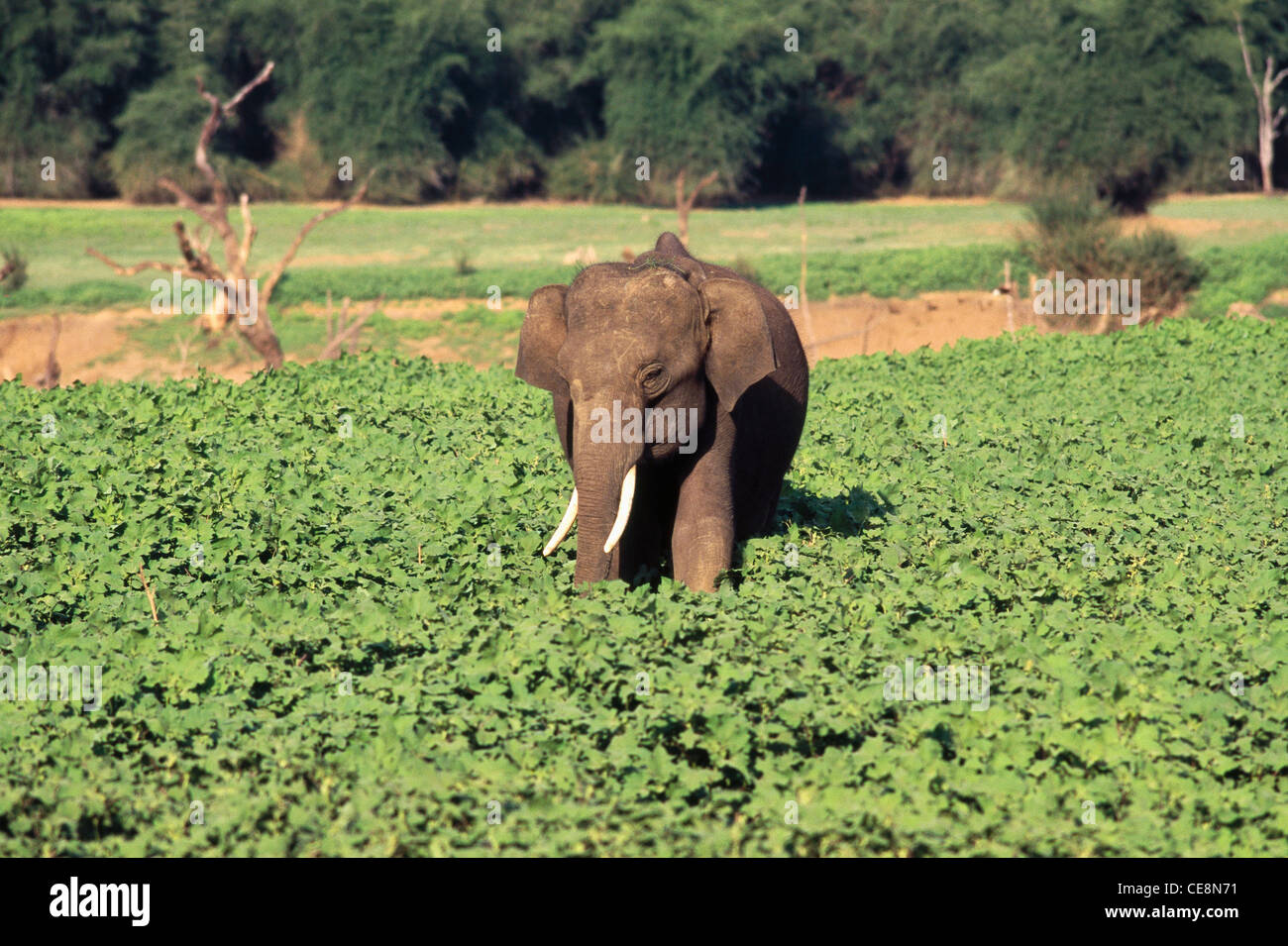 Elefant; Solitary Tusker;; Elephas maximus; Kabini Nationalpark; Karnataka; Indien; Asien Stockfoto