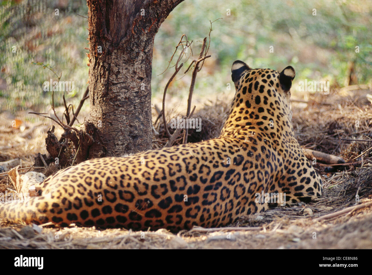 Leopardenschauende , Panthera Pardus , Borivali Nationalpark , Bombay , Mumbai , Maharashtra , Indien , Asien Stockfoto