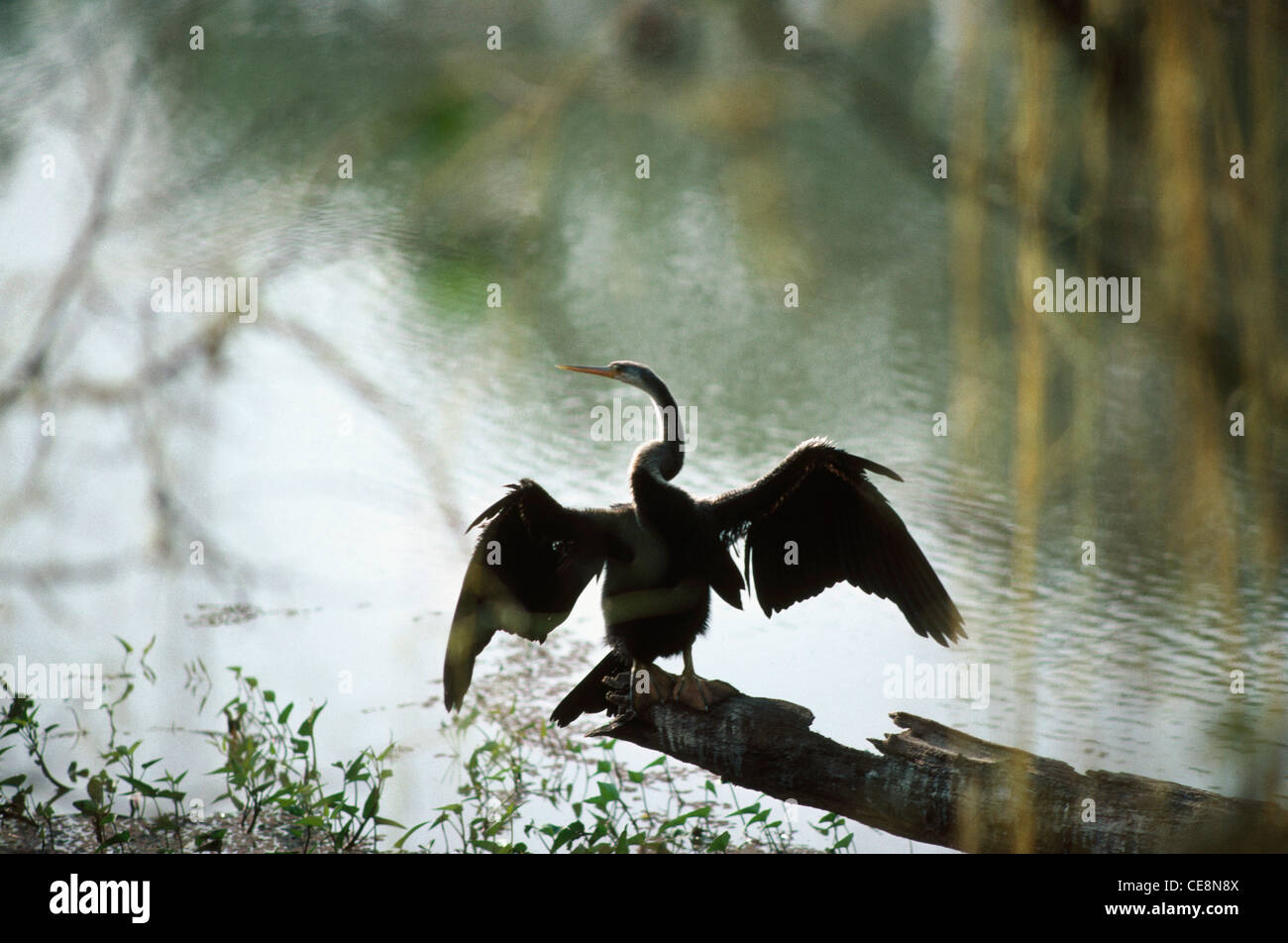 MAA 80081: indische Schlange Vogel Darter trocknen Flügel, Keoladeo National Park, Bharatpur, Rajasthan, Indien Stockfoto