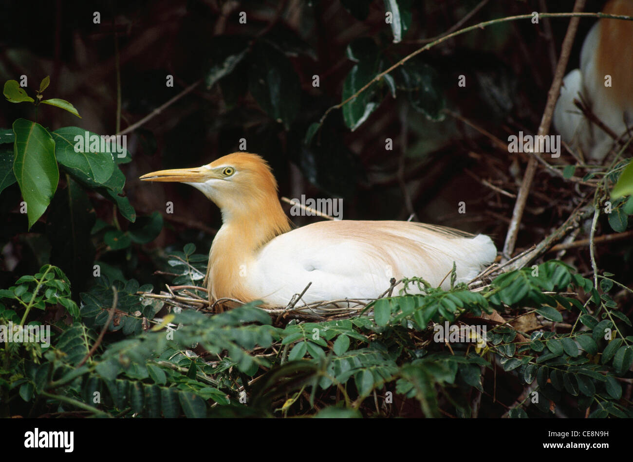 Vogel, Rinderreiher im Nest, östliche Rinderreiher, Bubulcus ibis coromandus, Ranathittu Vogelschutzgebiet, Karnataka, Indien, asien Stockfoto