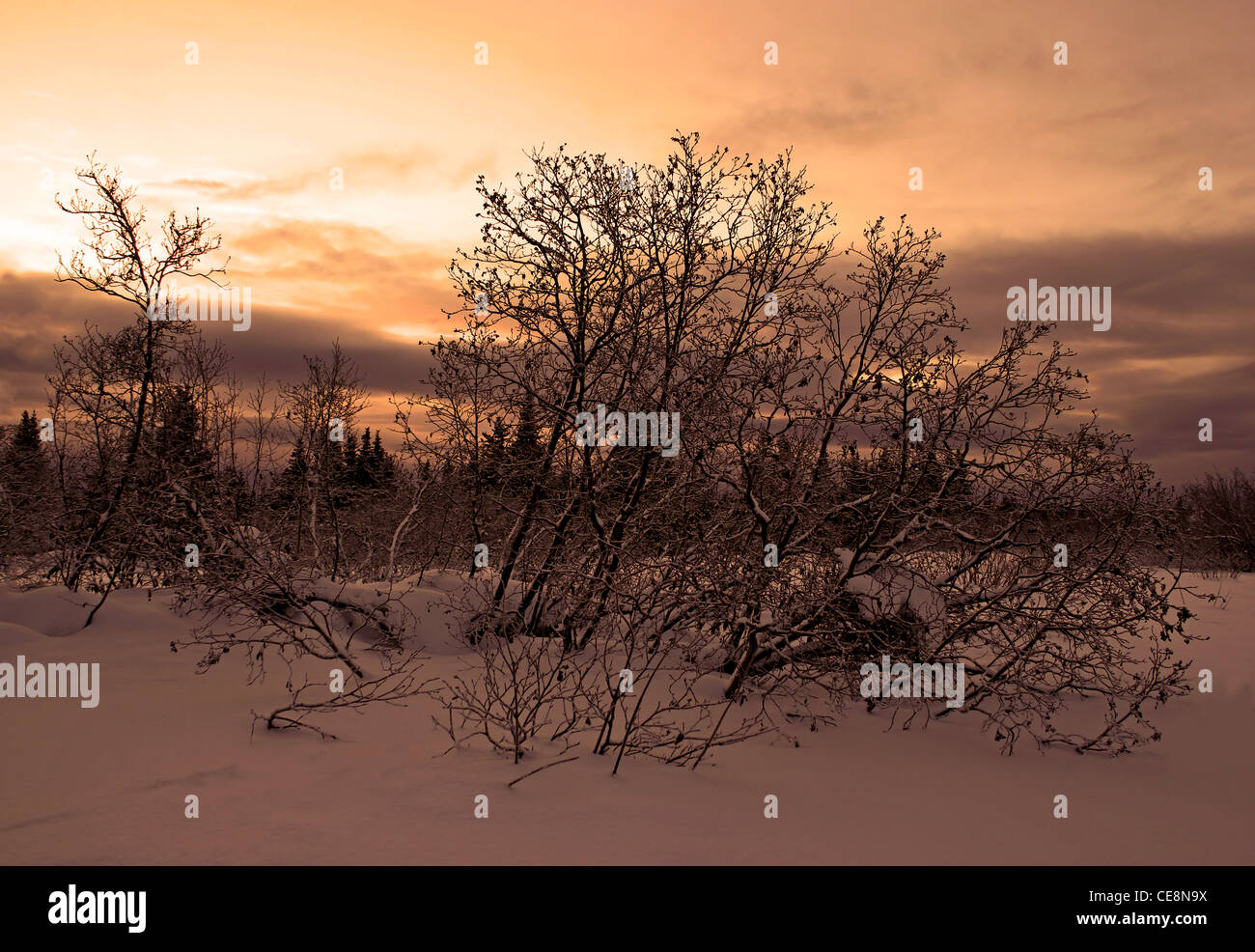 Orangefarbenen Himmel bei Sonnenuntergang im Winter mit Erle Büsche im Vordergrund, Schnee und dramatische Wolken. Stockfoto