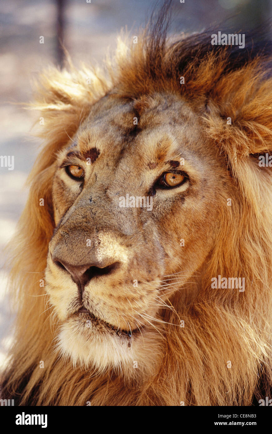 NPM 80875: Indische Löwen Gesicht Porträt Nahaufnahme Panthera Leo Felis Leo, Rajkot, Gujarat, Indien Stockfoto