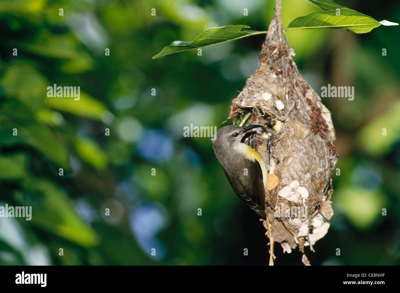 SNA 80091: Vögel, Sunbird am nest Stockfoto