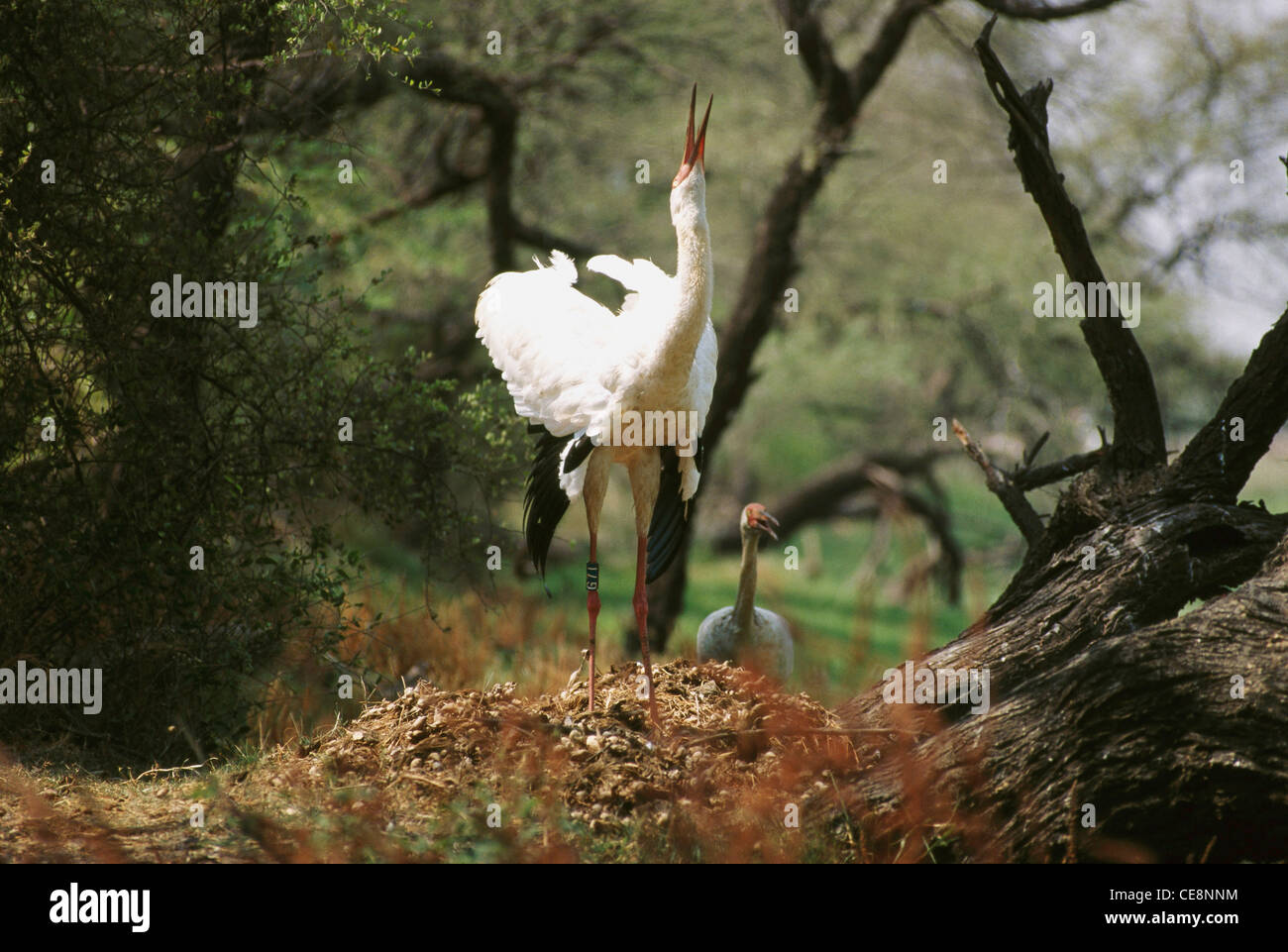 Sibirischer Kranich, Sibirischer Weißer Kran, Schneekran, Grus leucogeranus, Bharatpur Bird Sanctuary, Keoloadev-Nationalpark, Rajasthan, Indien, HSA-80148 Stockfoto