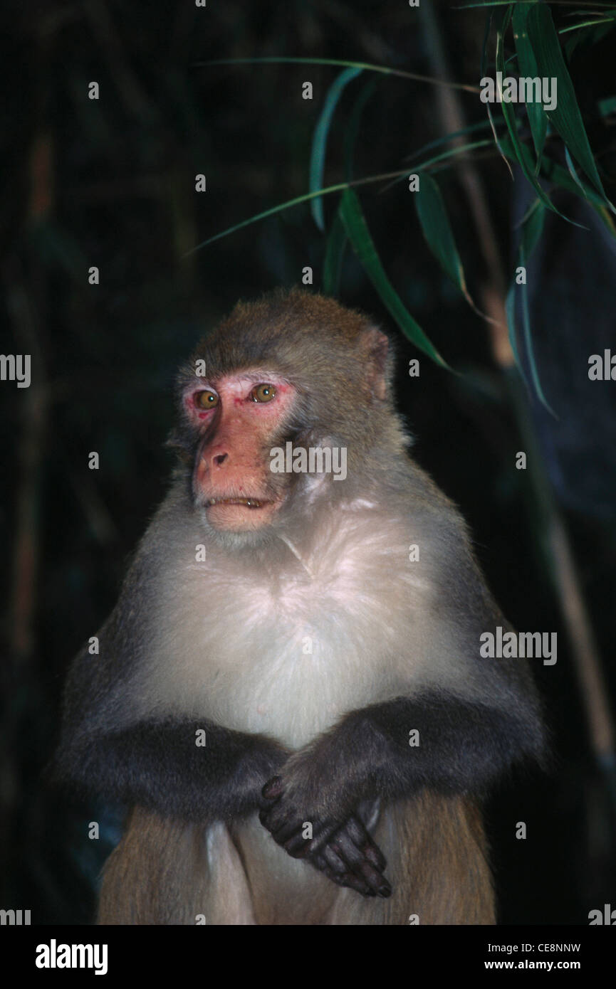 Trauriger Affe, Rhesus Macaque, Macaca mulatta, Primaten, Indien, asien Stockfoto