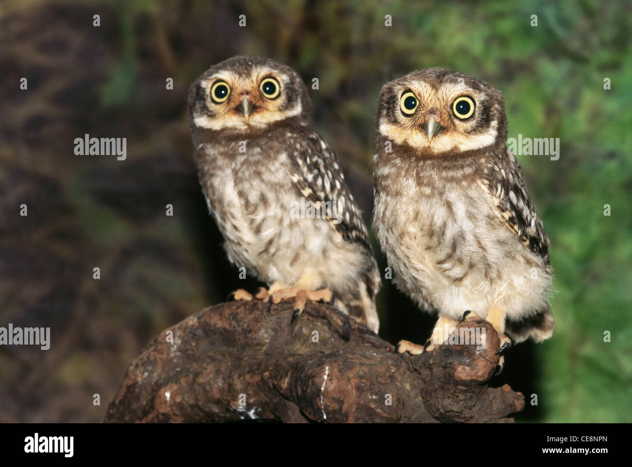Vögel, Eulchen, Fleckkauz, Athene brama, Indien, asien Stockfoto