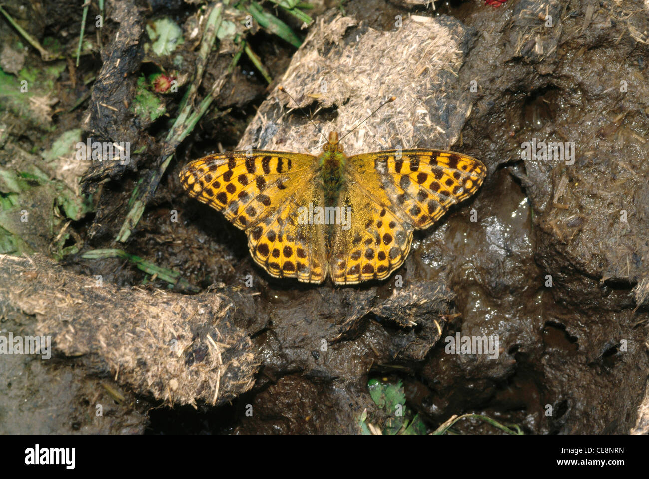 Schmetterling, Königin von Spanien Fritillary, Issoria lathonia, indien, asien Stockfoto