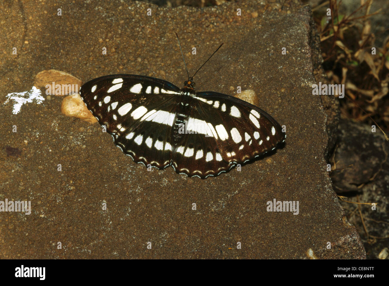 Schmetterling, Unteroffizier, Atthyma Perius, indien, asien Stockfoto