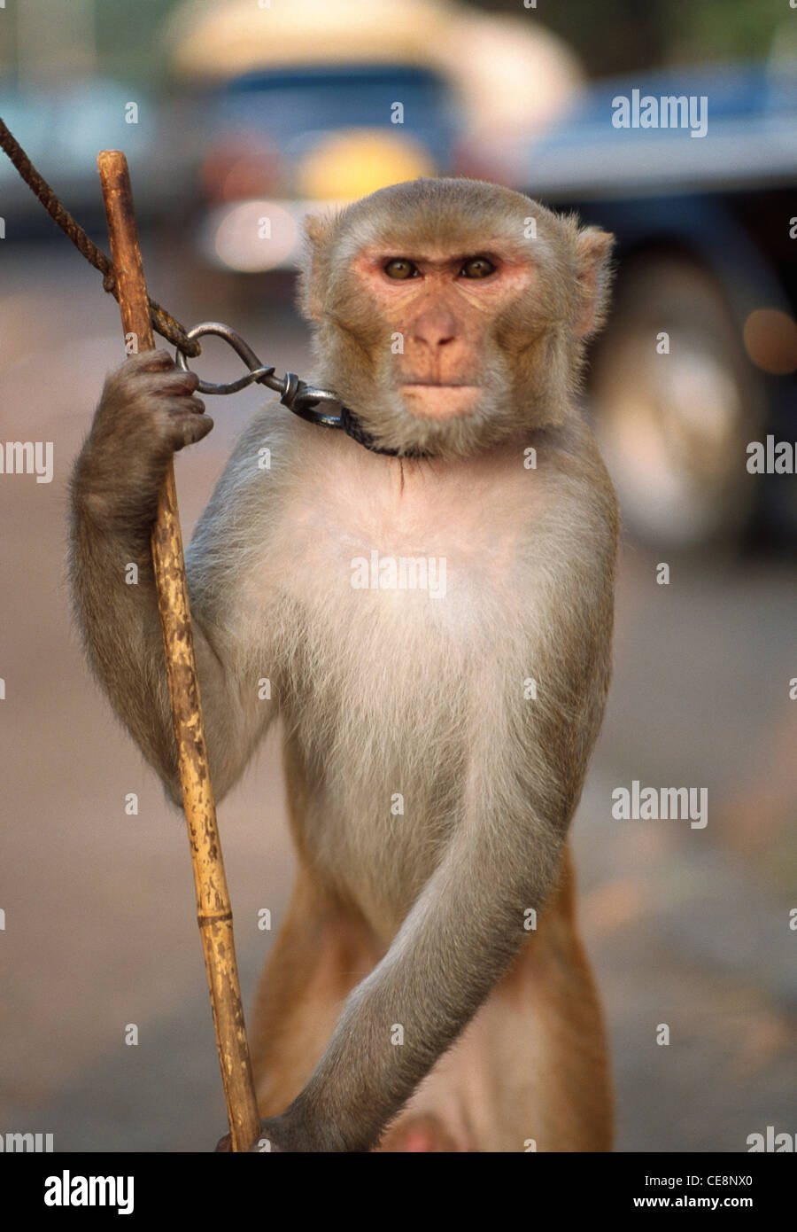 Monkey show Schauspielerei Straßenrand Unterhaltung; bombay; mumbai; maharashtra; indien; asien Stockfoto