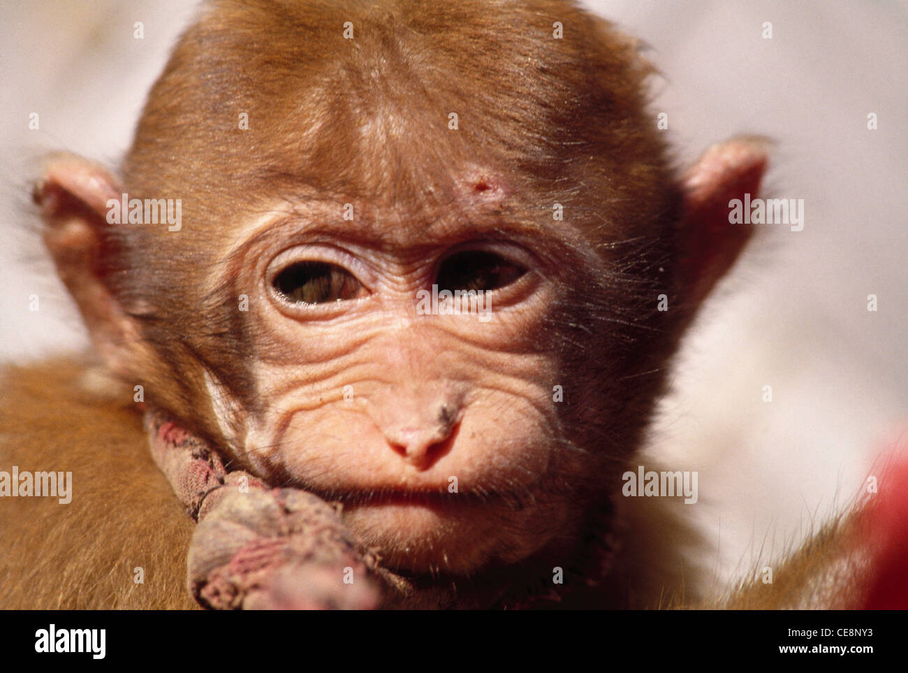 Affe; Schwein tailed Macaque; indien; asien Stockfoto