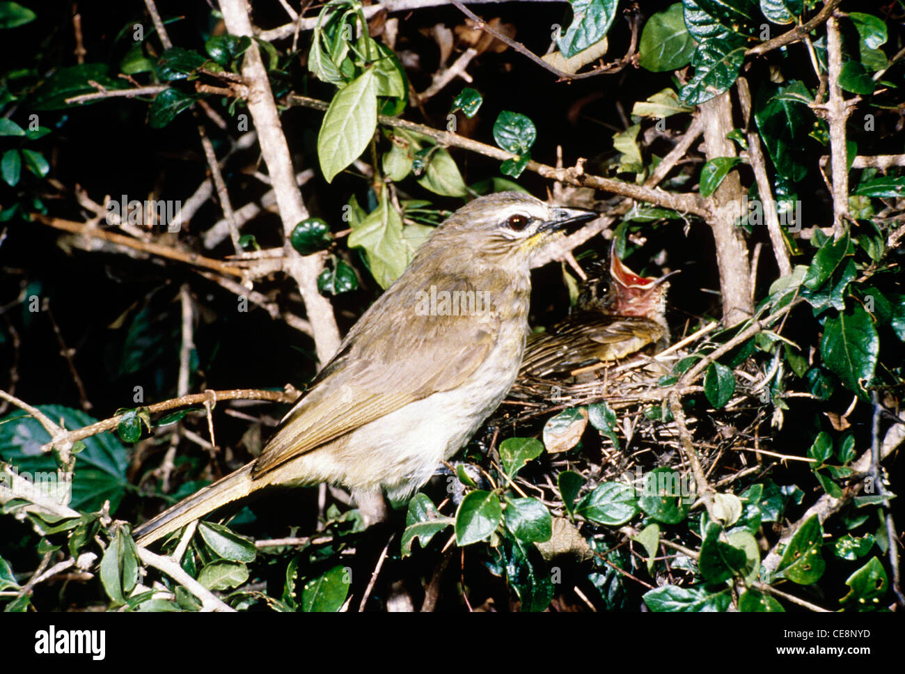 SNA 80102: indische Vogel weiß Browed Bulbul am Nest (Pycnonotus Luteolus), Indien Stockfoto