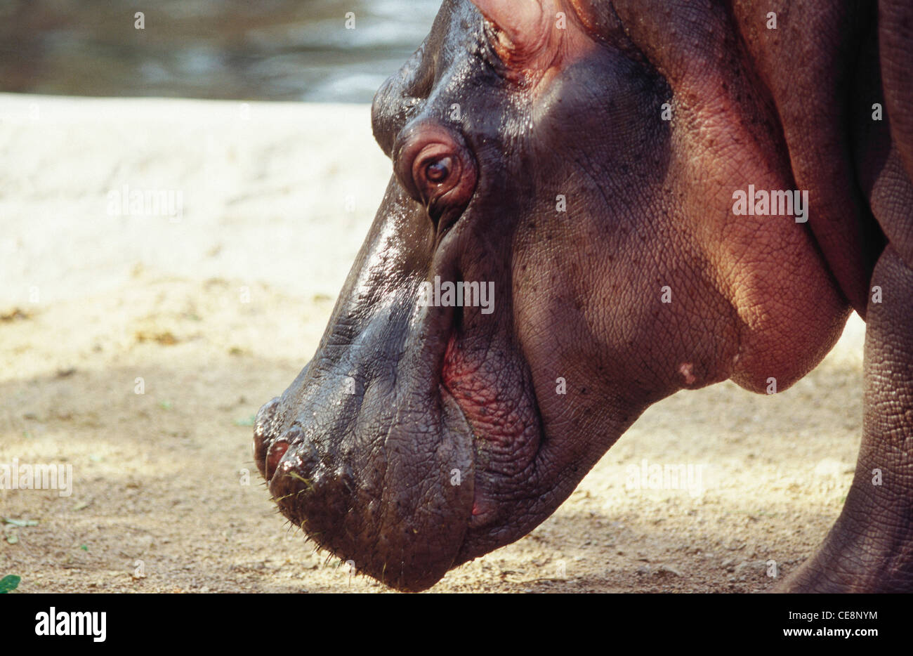 Hippo; Hippopotamus; Hippopotamus amphibisch; nehru zoologischen Park; hyderabad; andhra pradesh; indien; asien Stockfoto