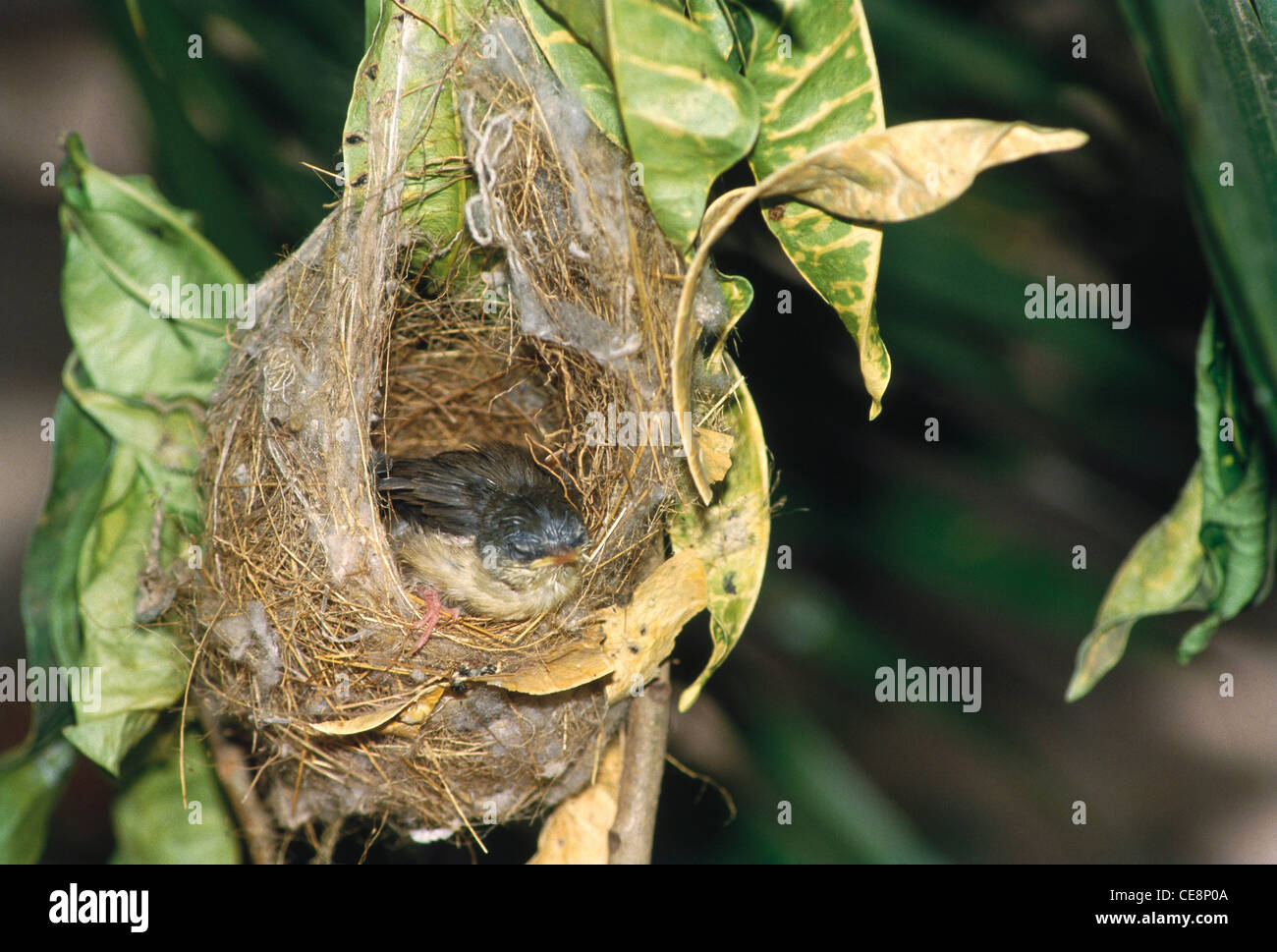 SNA 80153: Vogel Ashy Wren Warbler Prinia Socialis ruhen im nest Stockfoto
