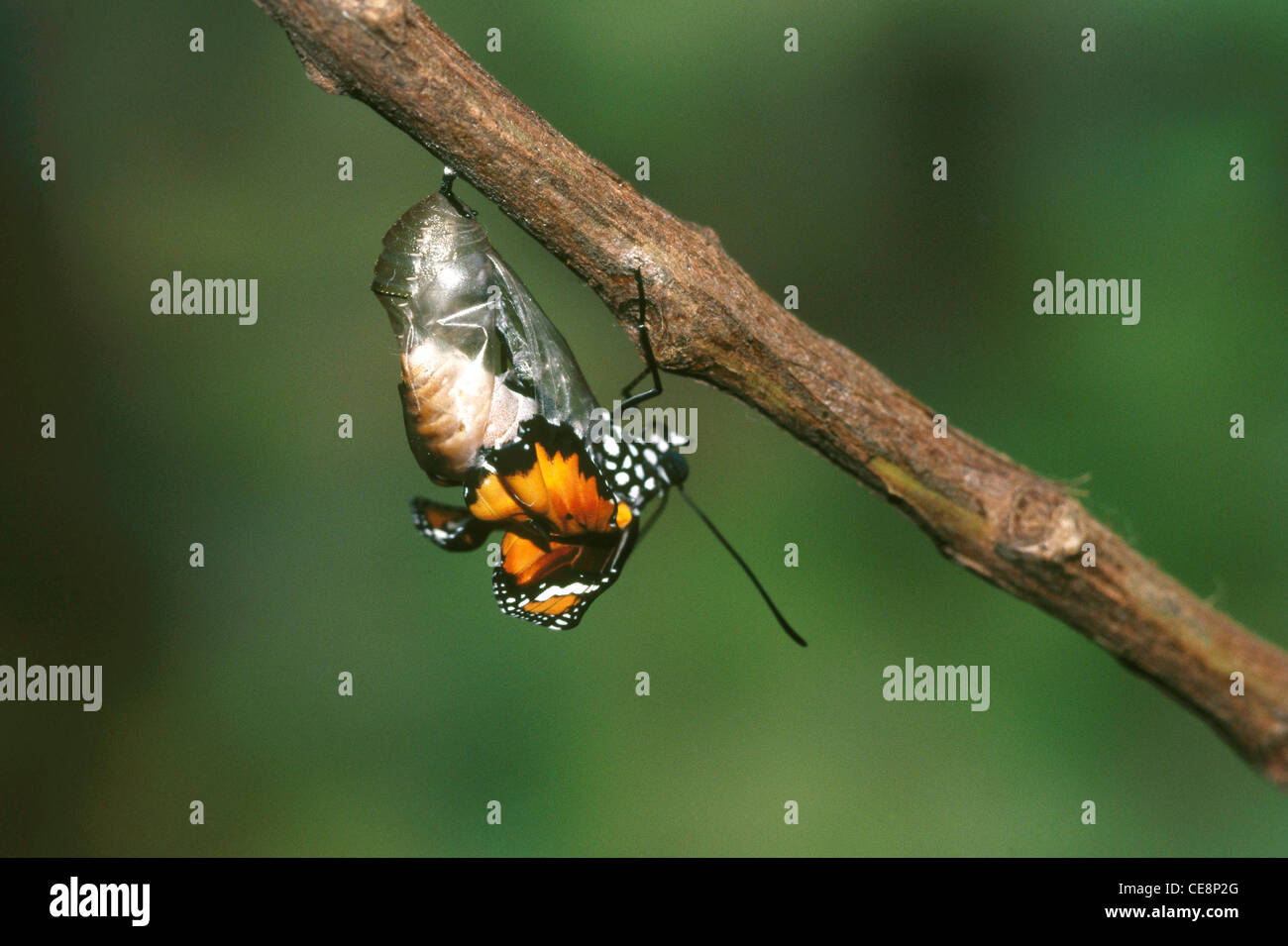 IKA 80207: Schmetterling Emerging Serie Plain Tiger Danaus Wachen 7 Stockfoto