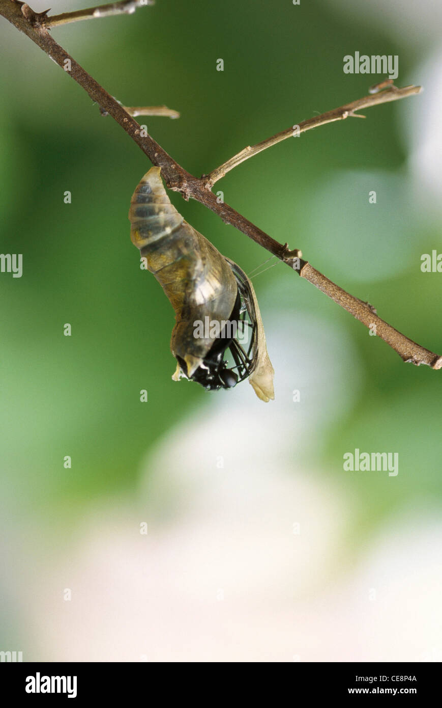 IKA 80227: Indische Butterfly Blue Mormon aufstrebenden Serie Papilio Polymnester 7 Stockfoto