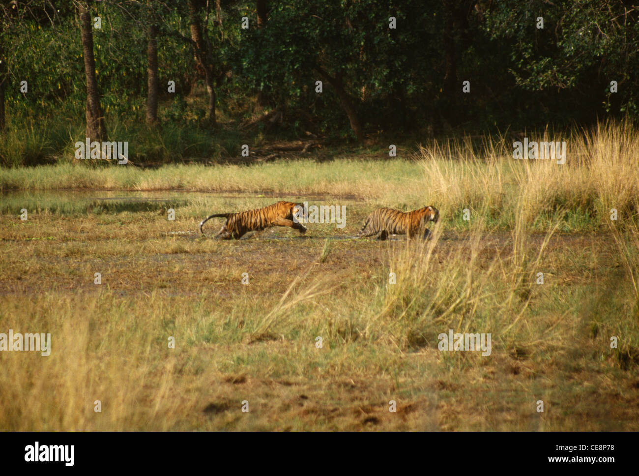 SOM 81010: zwei Tiger spielen Ranthambore indischen Nationalpark Rajasthan Indien Stockfoto