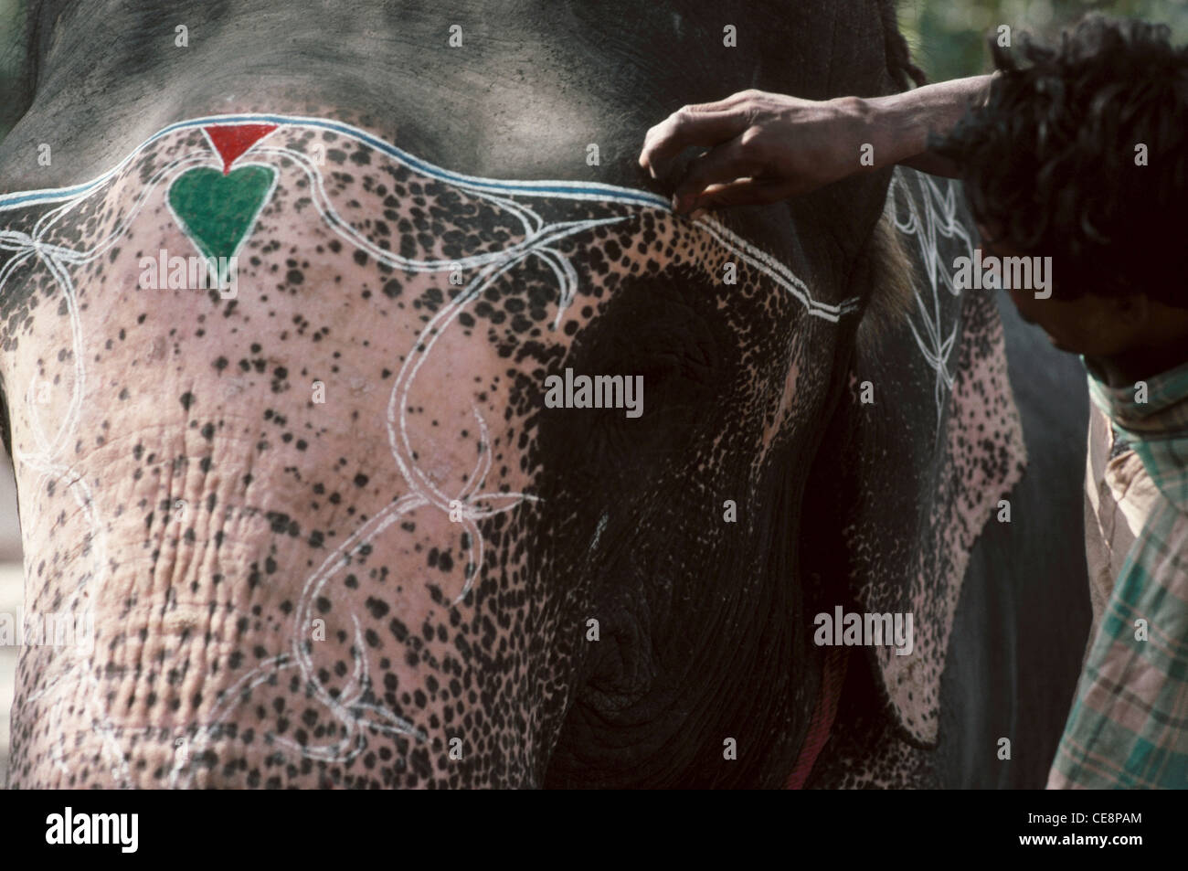 AAD 80319: indischer Mann Dekoration Elefant in Sonepur fair Bihar Indien Stockfoto