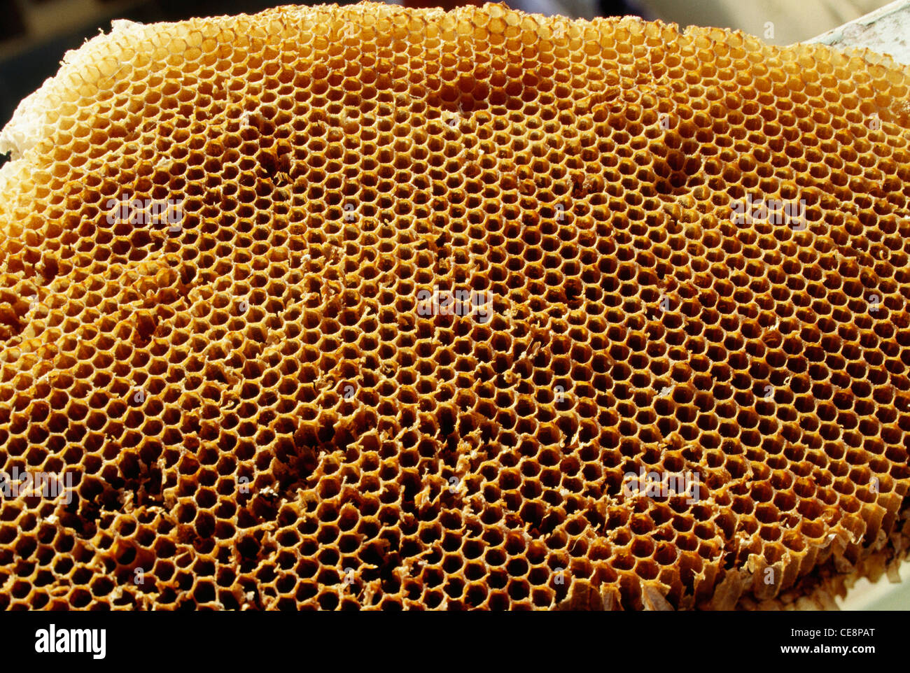 Honey Comb von Bee Hive Stockfoto