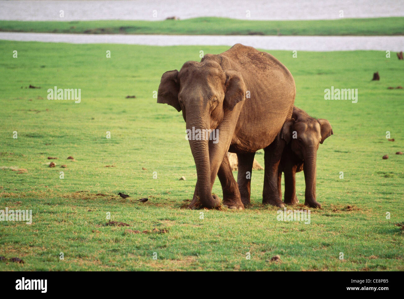 Indische Elefant Schutz Kalb, Kabini Nationalpark, Karnataka, Indien, asien Stockfoto