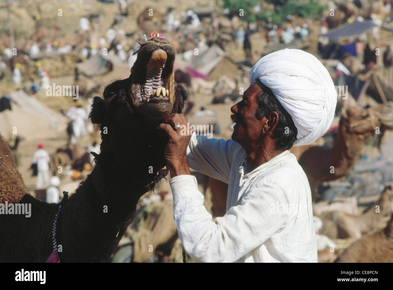 RAA 81185: Pushkar fair indischer Mann überprüfen Mündung des Camel Rajasthan Indien Stockfoto