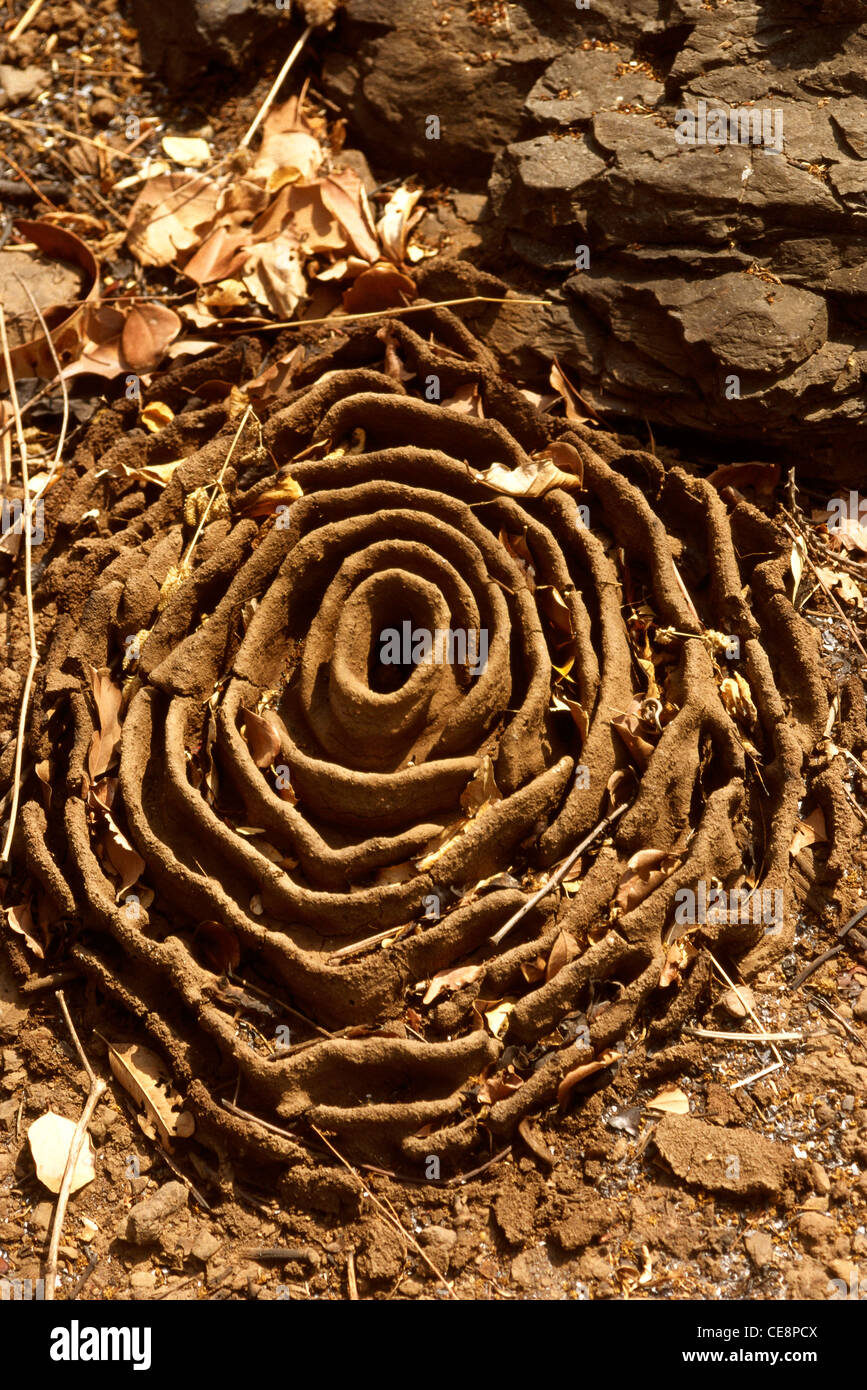 Harvester Ameisen Nest; indien; asien Stockfoto