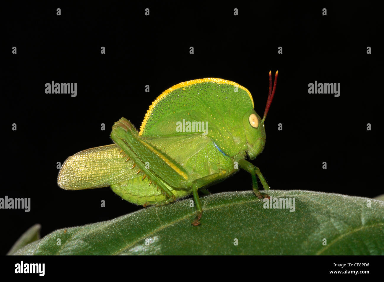 Indische Kapuzen-Grasshopper, Teratoden, indien, asien Stockfoto