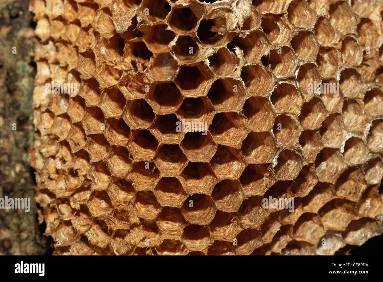 IKA 80355: Insekt Nest, Papier Wespe, Arunachal Pradesh, Indien Stockfoto