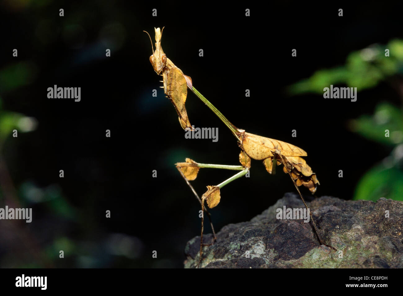 Stock Insekt, Stick Mantis, Gottesanbeterin, tot Blatt Mantis; Blatt Gongylus, Gongylus gongylodes, indien, asien Stockfoto