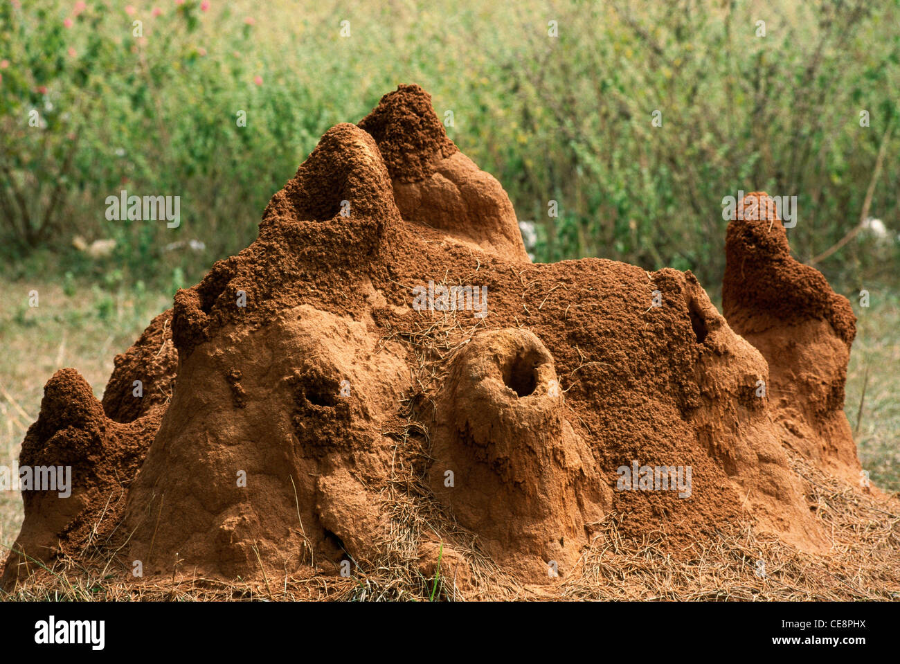 SNA 80342: Termite Mound Termite Nester Ameise Hügel Ameisenhaufen Indien Stockfoto