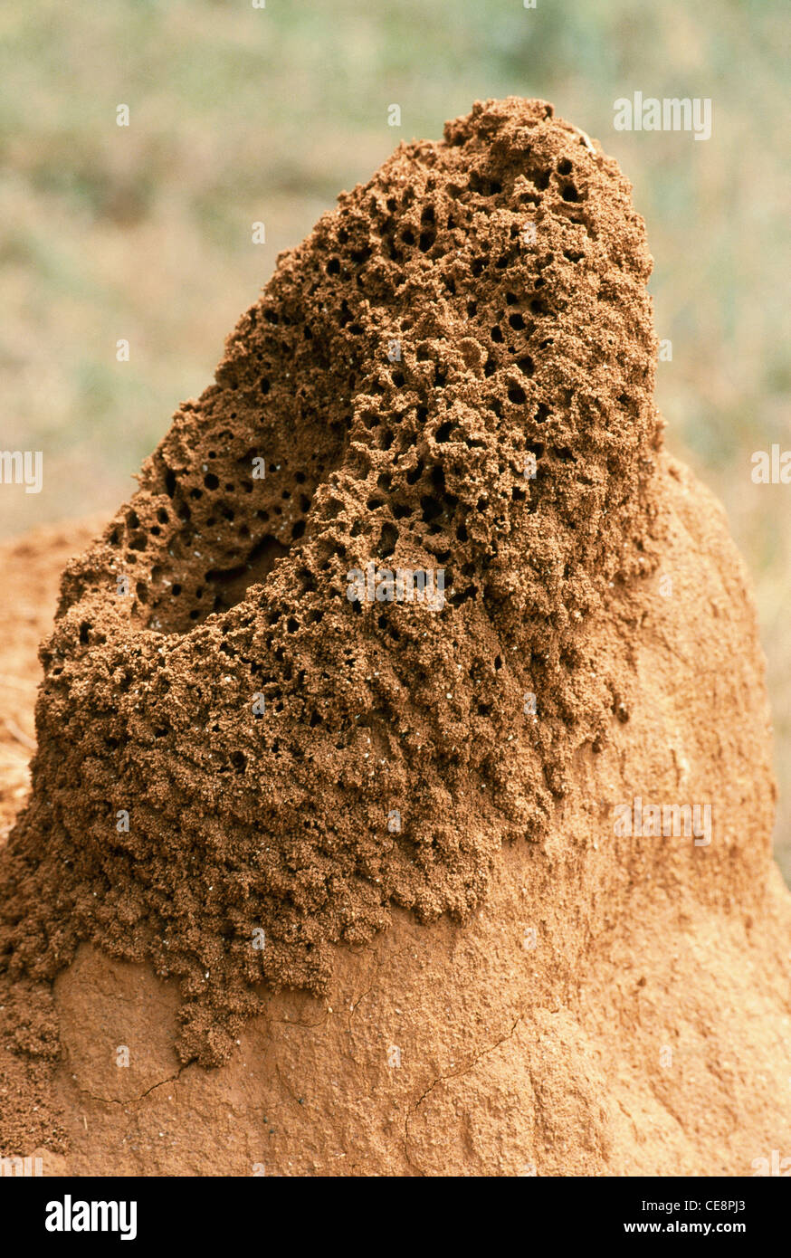 Ameisenhaufen, Ameisenkolonie, Ameisennest, Ameisenhügel, indien, asien Stockfoto