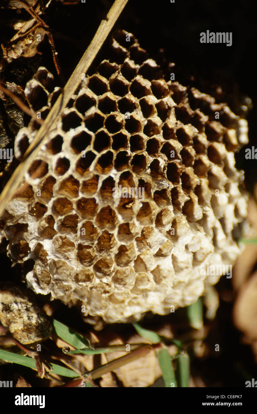 UGA80352: Insekten nisten Bienenstock Waben Stockfoto