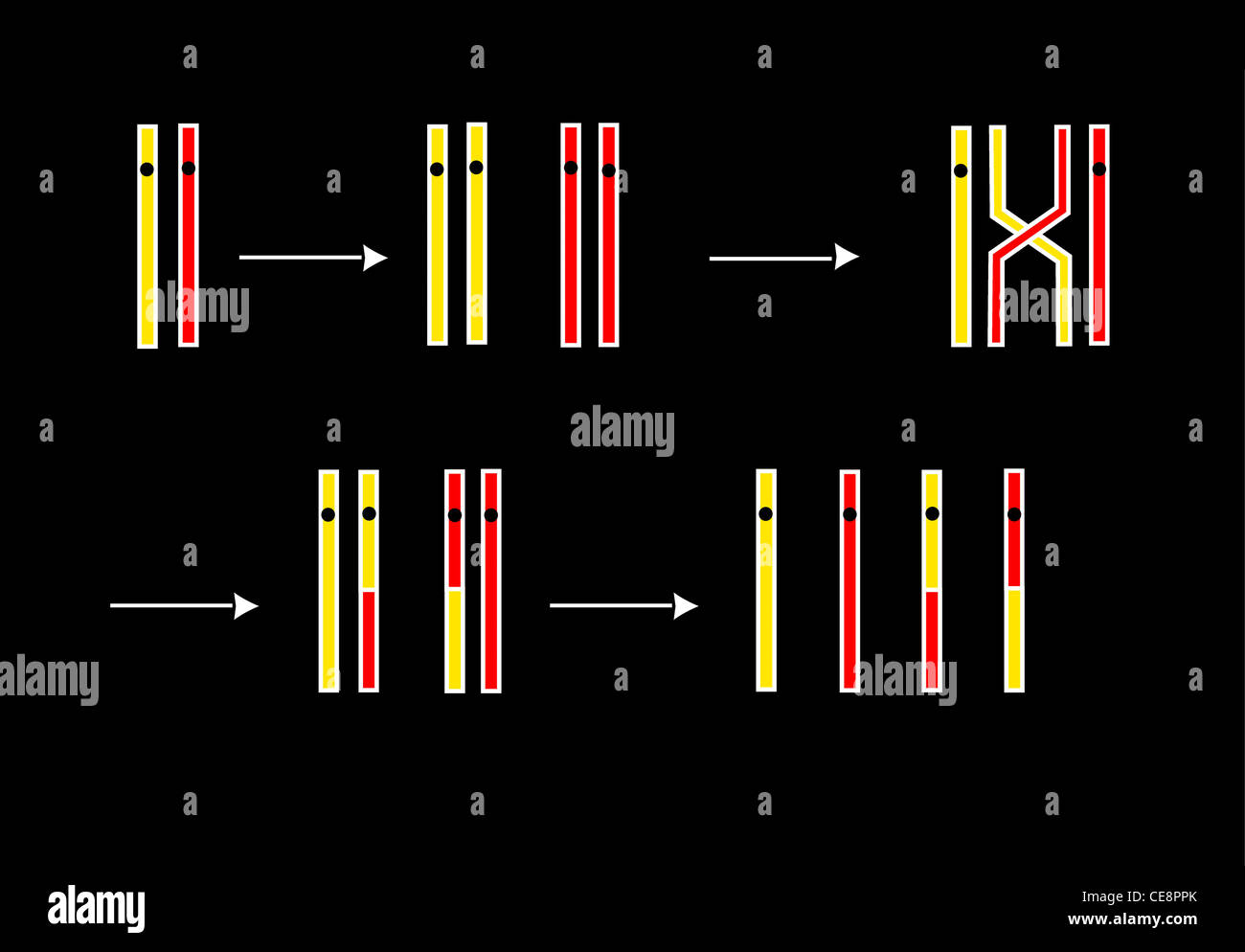 Kunstwerk zwei Chromosomen tauschen genetisches Material vor der Meiose Produktion Gameten natürliche genetischen Prozess überqueren Stockfoto