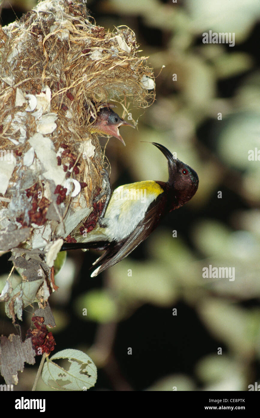 IKA 80419: Vogel Fütterung junger nacheinander Nest lila Psephotus Sunbird männlichen Nectarinia Zeylonica Stockfoto