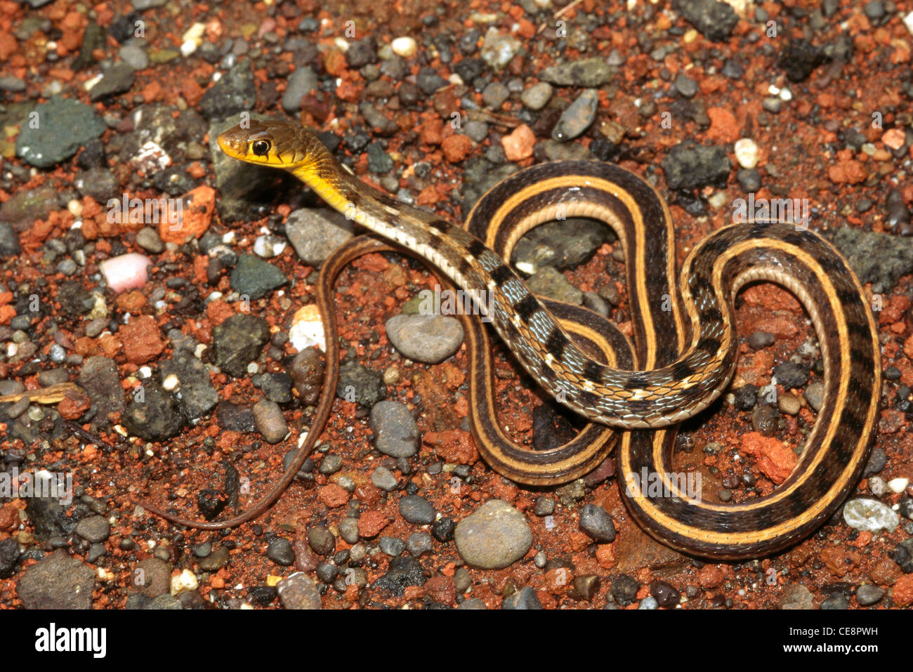 IKA 80432: Reptilien, Schlangen, indischen Buff gestreiften Kiel zurück Stockfoto