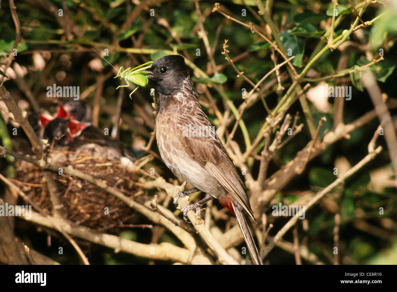 SNA 80413: Vögel Bulbul mit feed Insekt entdeckt Schwätzer in der Nähe von Nest mit jungen diejenigen Pellorneum Ruficeps Swainson Stockfoto