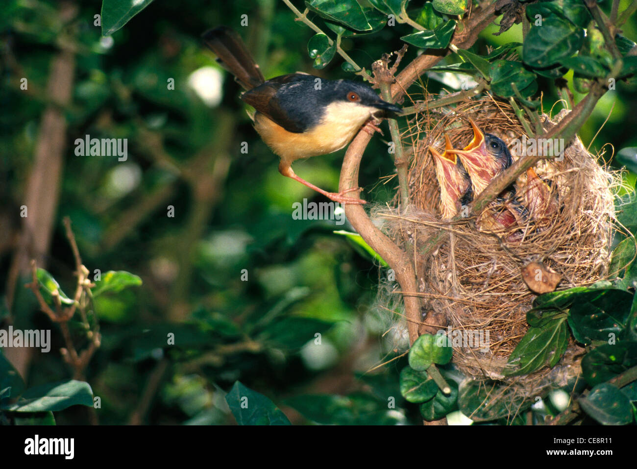 SNA 80418: Vögel Ashy Wren Warbler mit jungen im Nest Prinia Socialis Sykes Stockfoto
