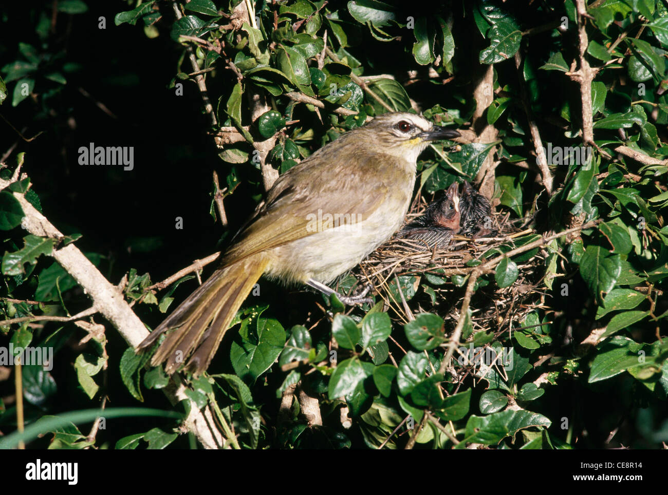 Vogel weiß gestreift Bulbul mit Nest, Pycnonotus striatus, indien, asien Stockfoto
