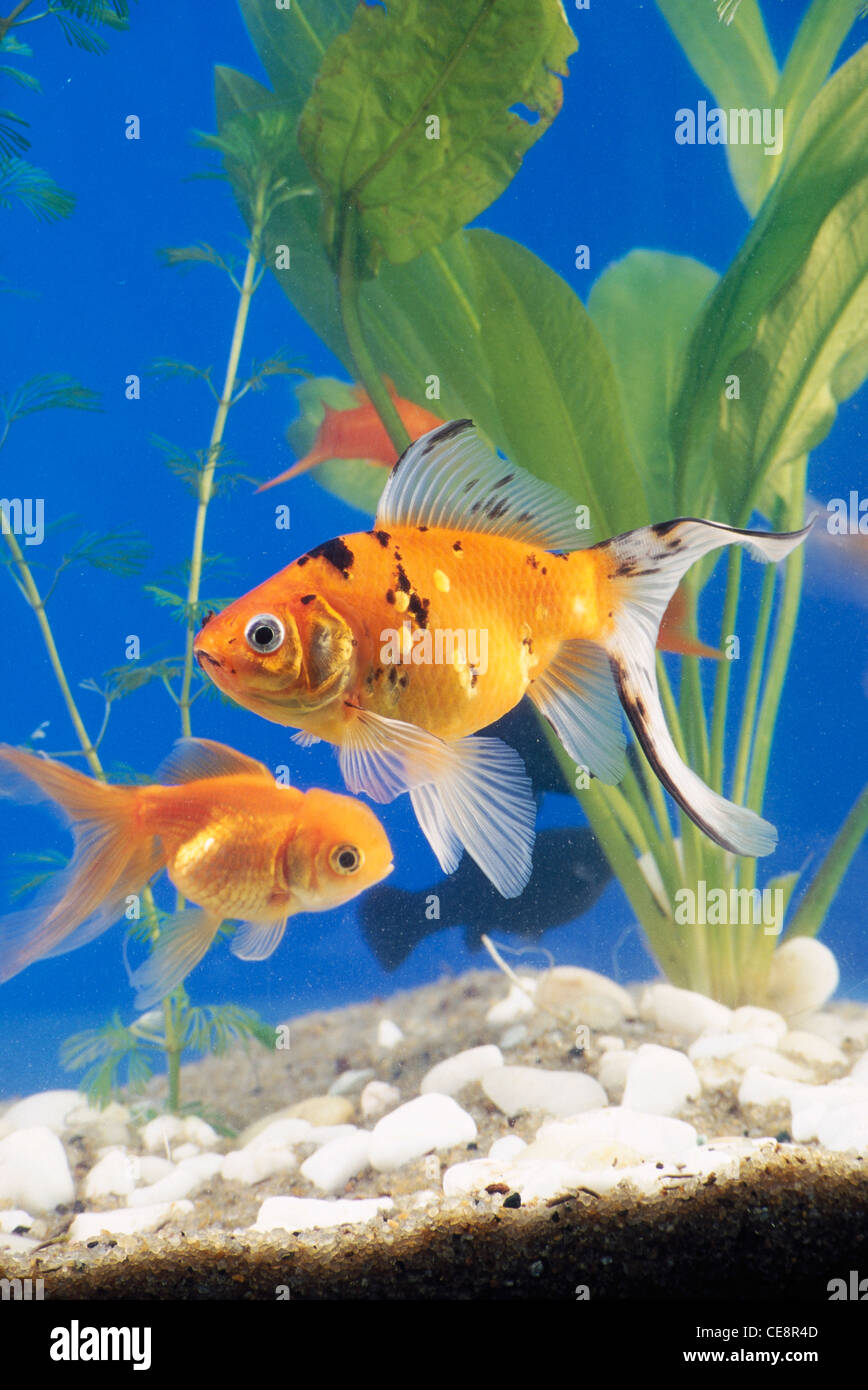 Gold Fische im Aquarium Fish Tank-cho 80533 Stockfoto