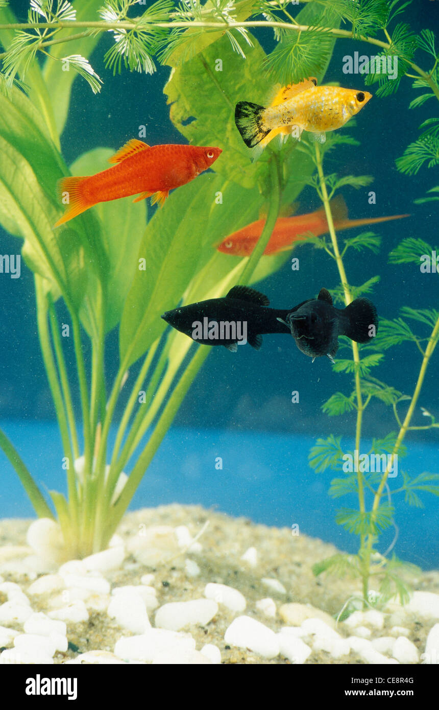 Schwarz Gelb und Gold Fische im Aquarium Fish Tank Stockfoto