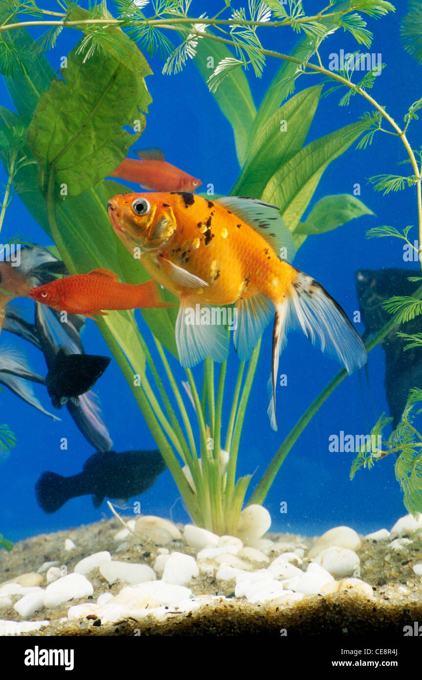 Gold Fische im Aquarium Stockfoto