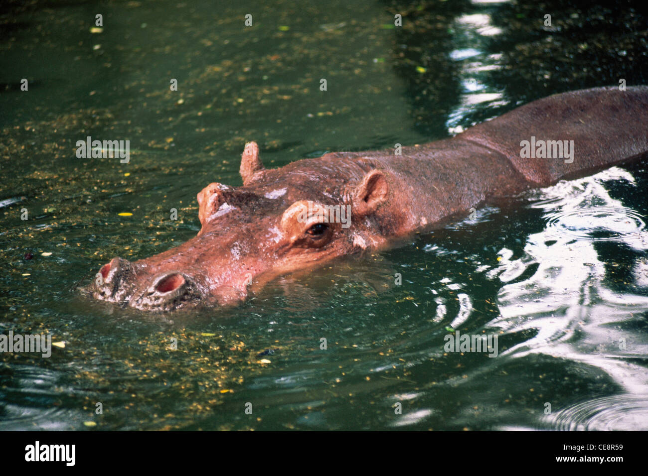 GOU 80552: Nilpferd Hippopotamus amphibius Stockfoto