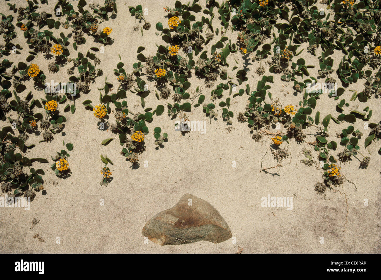 AMA 80622: Sukkulenten Kletterpflanzen, die Künstler Supreme Stockfoto