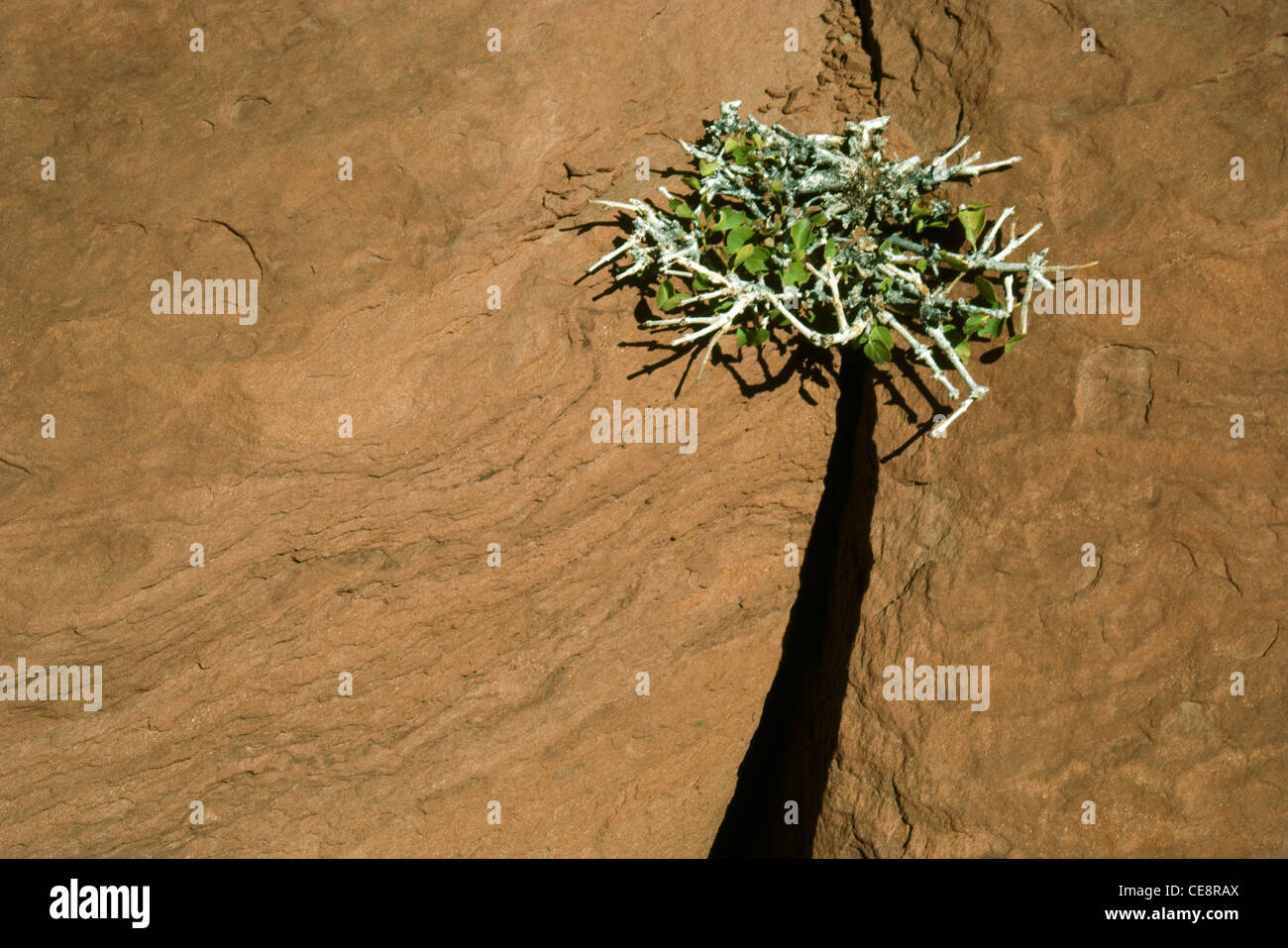 AMA 80624: Pflanze Blätter Dornen Felsen Schatten Palme die Künstler Supreme Stockfoto