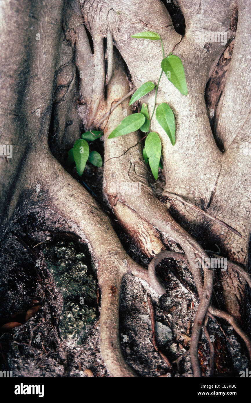 AMA 80648: Creeper und Banyan Tree Trunk, grüne Blätter Stockfoto