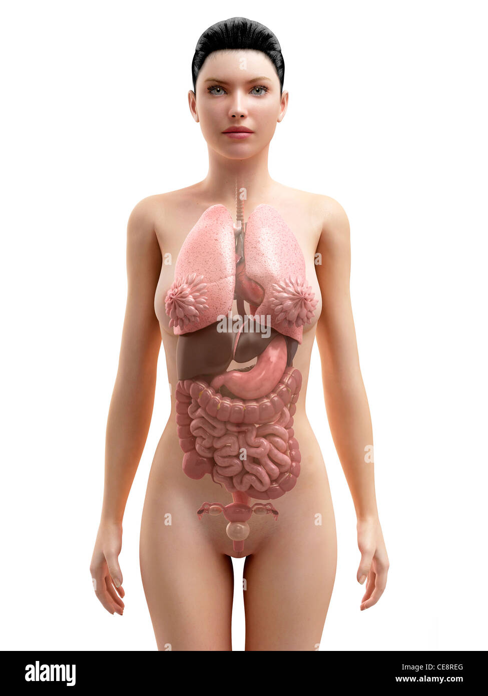 Weibliche Anatomie, Computer-Grafik. Stockfoto
