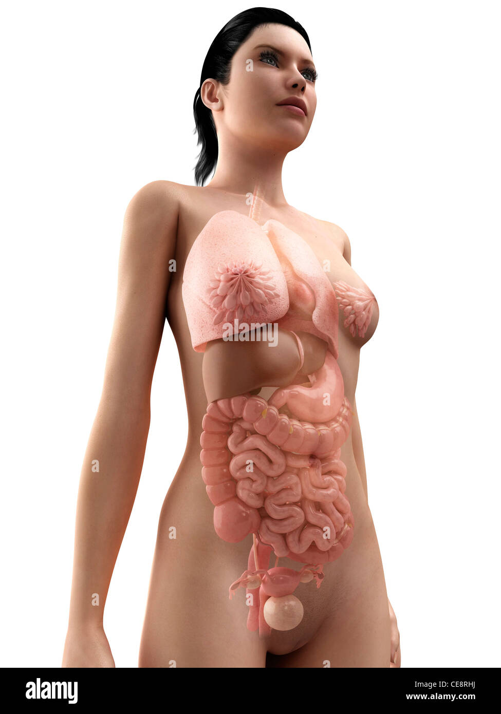Weibliche Anatomie, Computer-Grafik. Stockfoto
