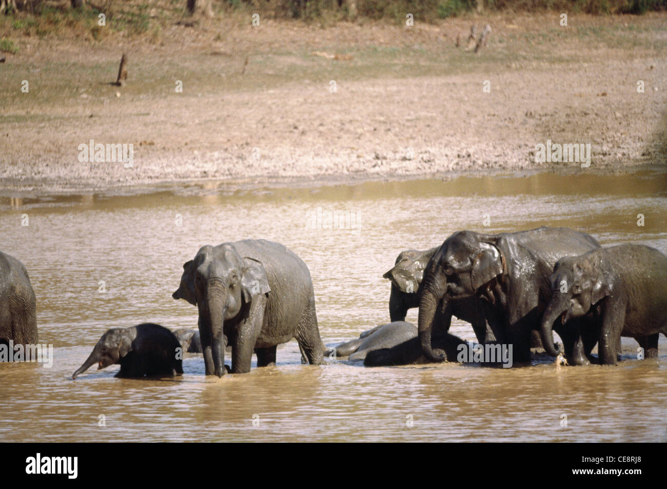 Elefantenfamilie, Kabini River, nagarhole Nationalpark, kodagu, Mysore, Karnataka, Indien - vit 80682 Stockfoto